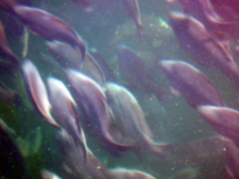 Carp in Bileća