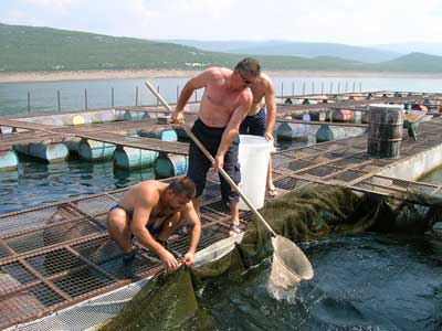 Fish farmers in Bileća