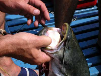Catfish in Bileća.