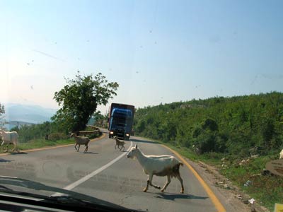 Goats in Bileća.