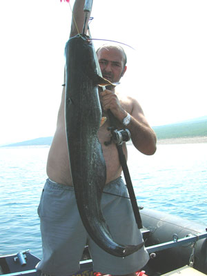 10kg Catfish in Bileća.