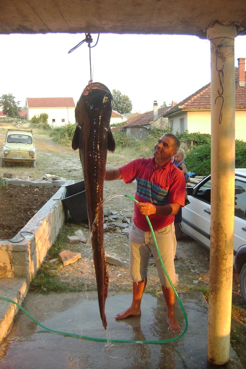 Big Fish Big Head!