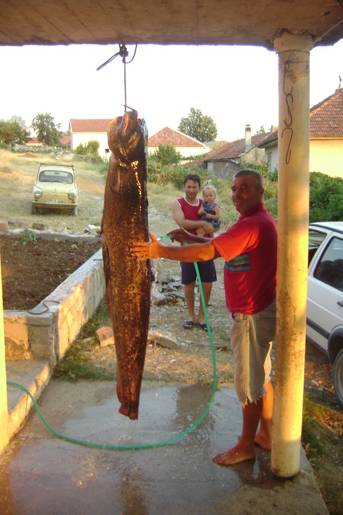 Big Fish!