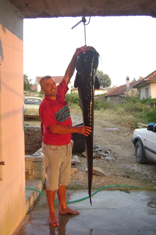 Tall Fish!