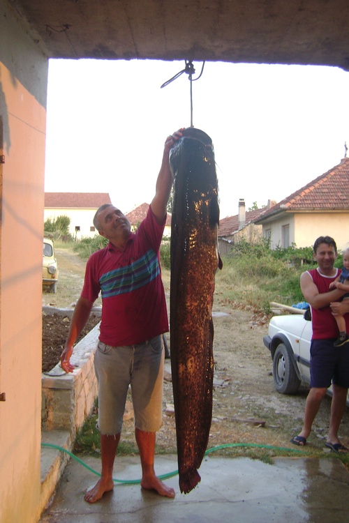 Taller Fish!