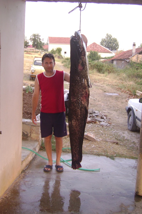 Tallest Fish!