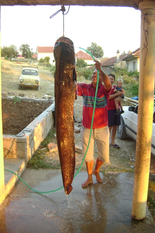 Wash a Big Fish!