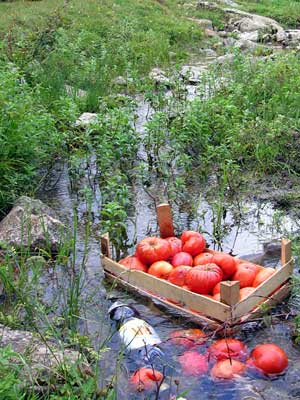 Local tomatoes.